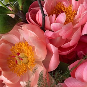 pink flowers